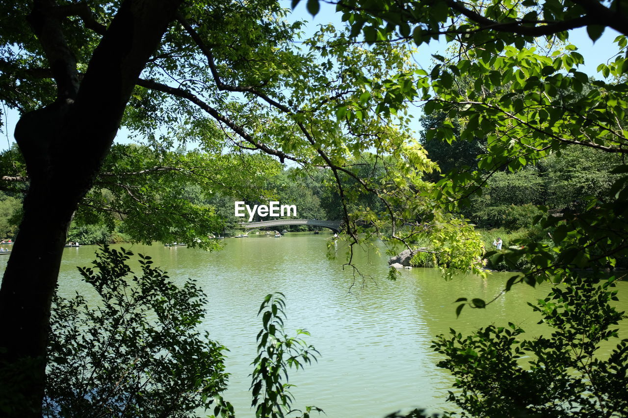 TREES BY LAKE IN FOREST AGAINST SKY