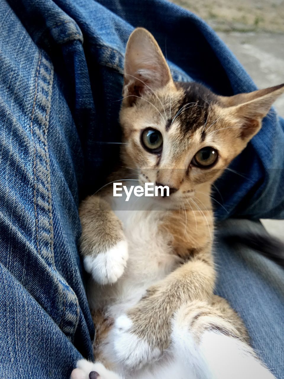 LOW SECTION OF MAN WITH KITTEN SITTING ON CARPET