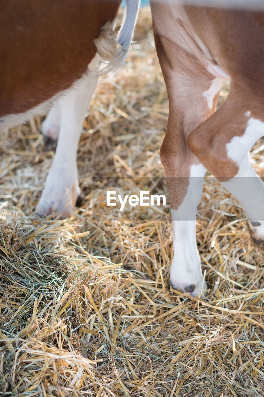 VIEW OF HORSE GRAZING