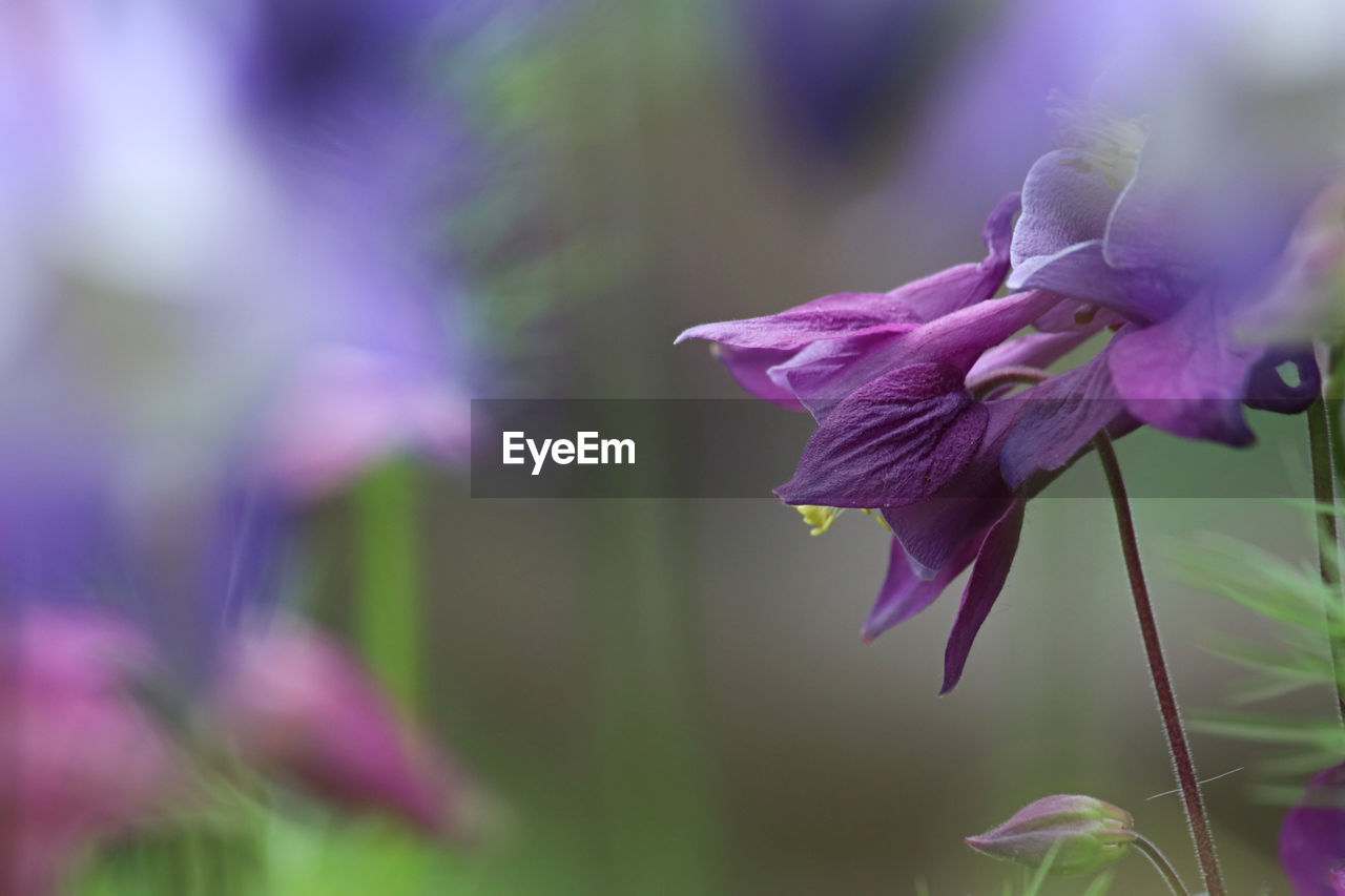 Close-up of purple flowering plant