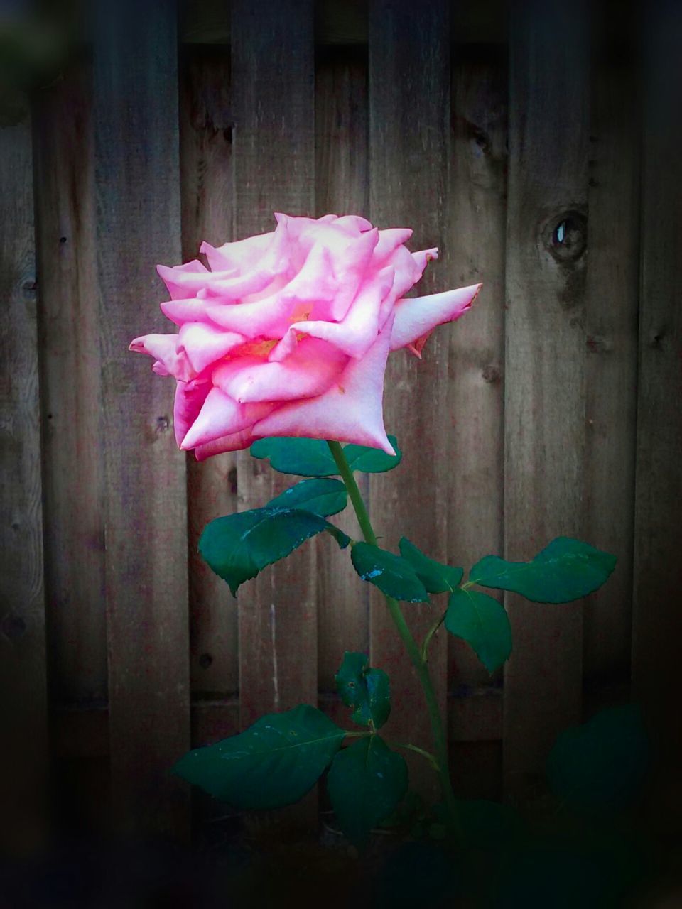 Close-up of pink rose blooming in yard against fence