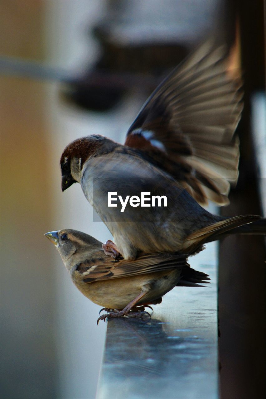 Close-up of bird perching outdoors