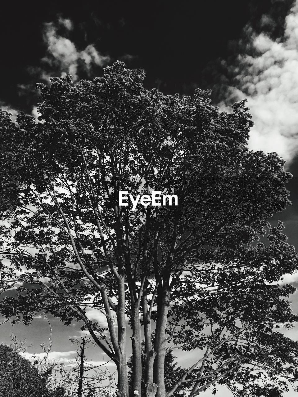 LOW ANGLE VIEW OF TREES AGAINST SKY