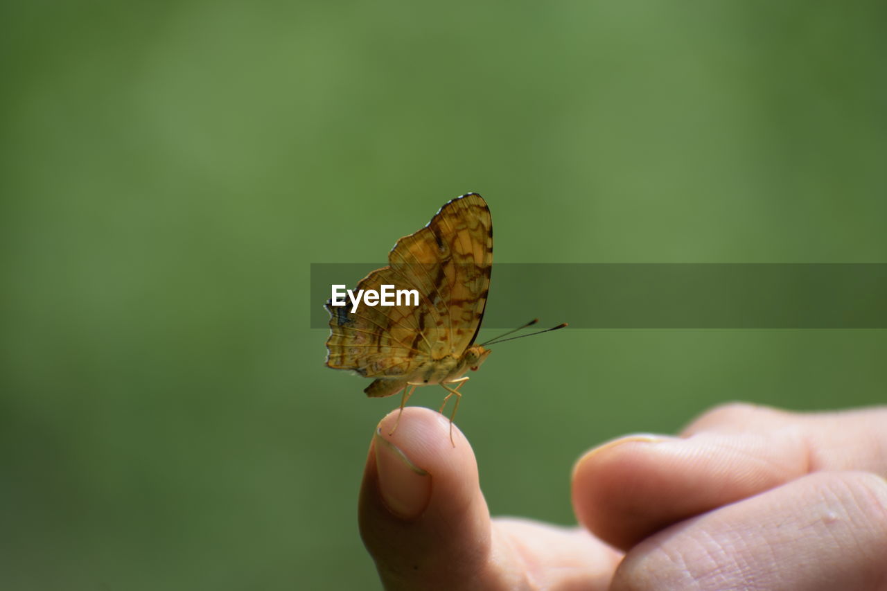 Close-up of butterfly on hand holding leaf