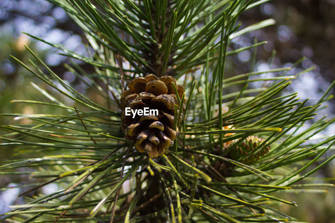 Close-up of pine cone on tree