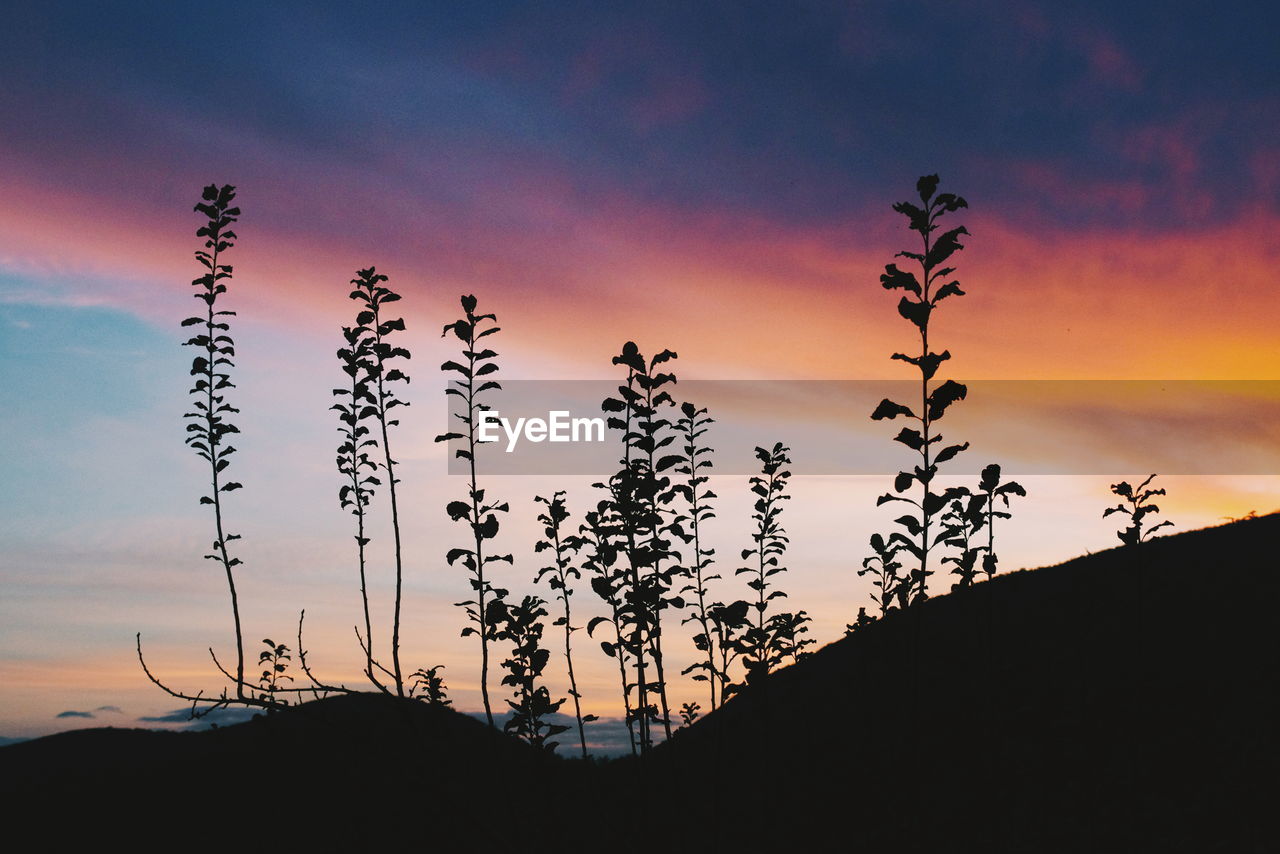 Low angle view of silhouette plants against sky during sunset