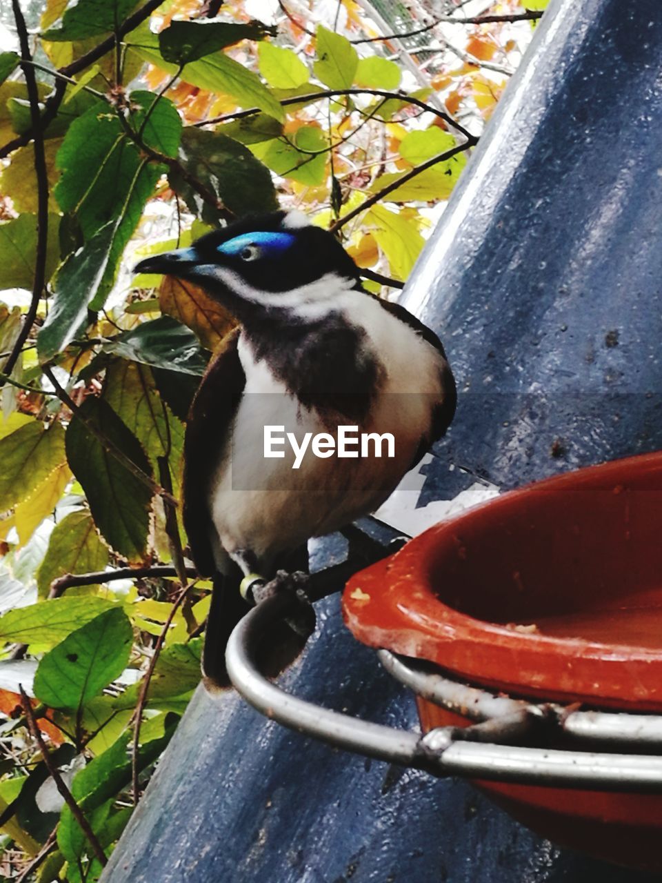 CLOSE-UP OF BIRD