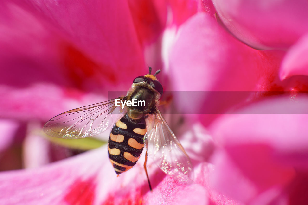 Detail of an insect diptera while collecting nectar from a pink flower