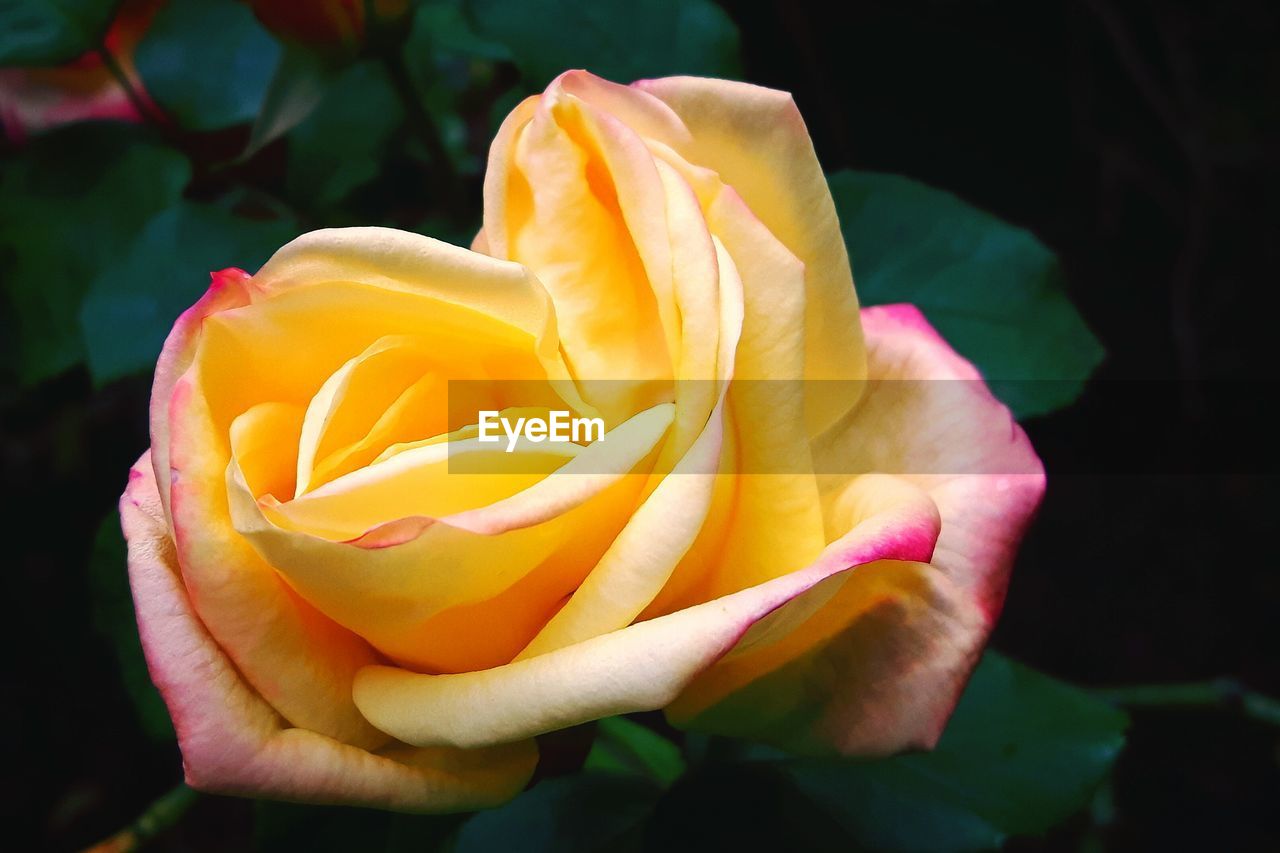 CLOSE-UP OF YELLOW ROSE BLOOMING