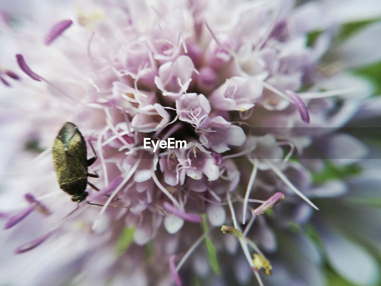 CLOSE-UP OF HONEY BEE POLLINATING FLOWER