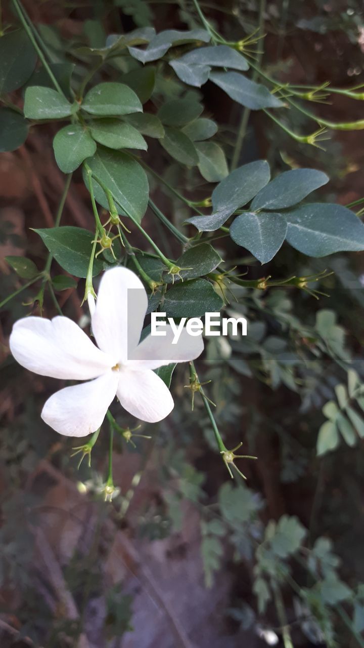 WHITE FLOWERS BLOOMING OUTDOORS