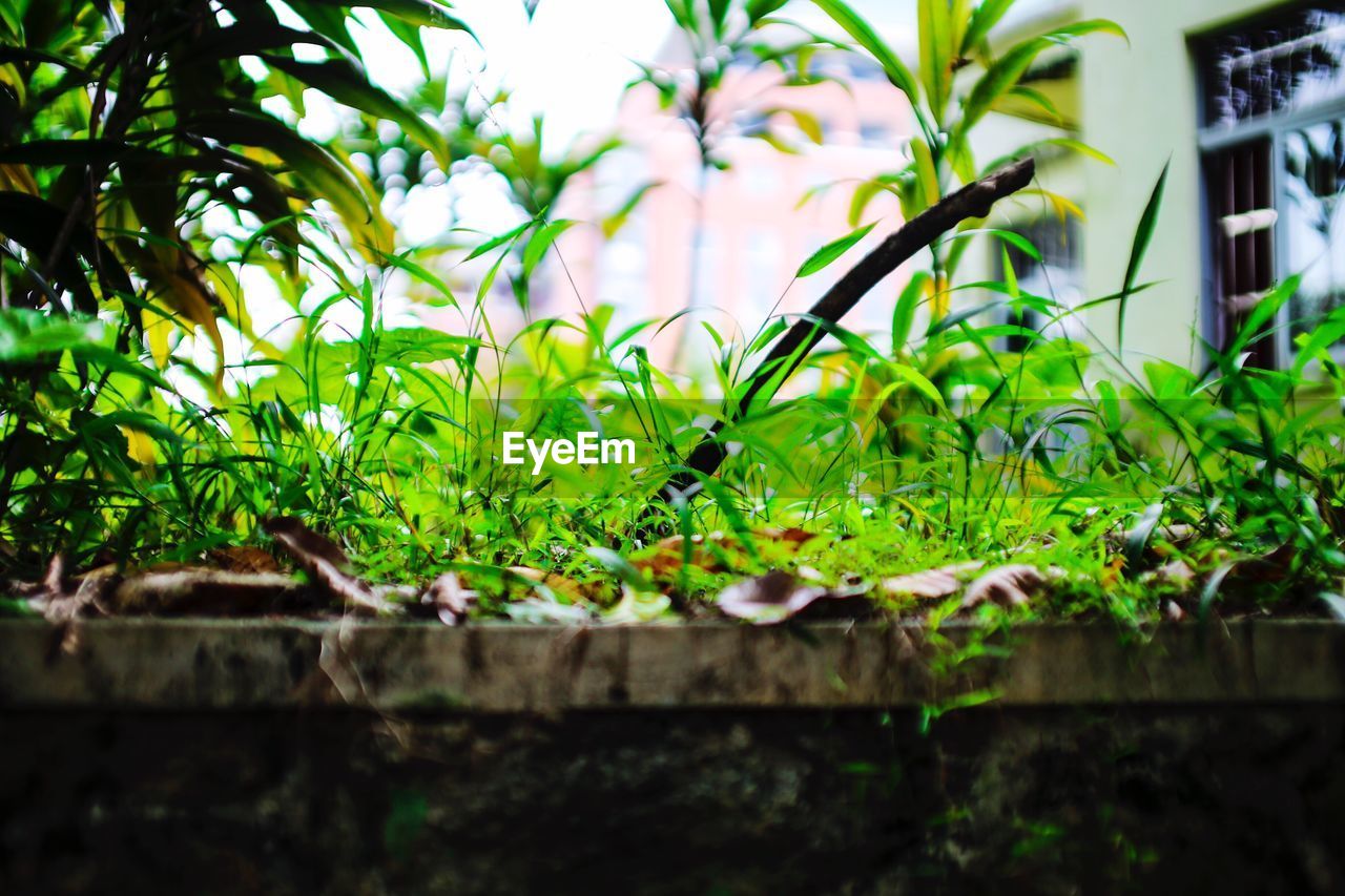 CLOSE-UP OF PLANTS