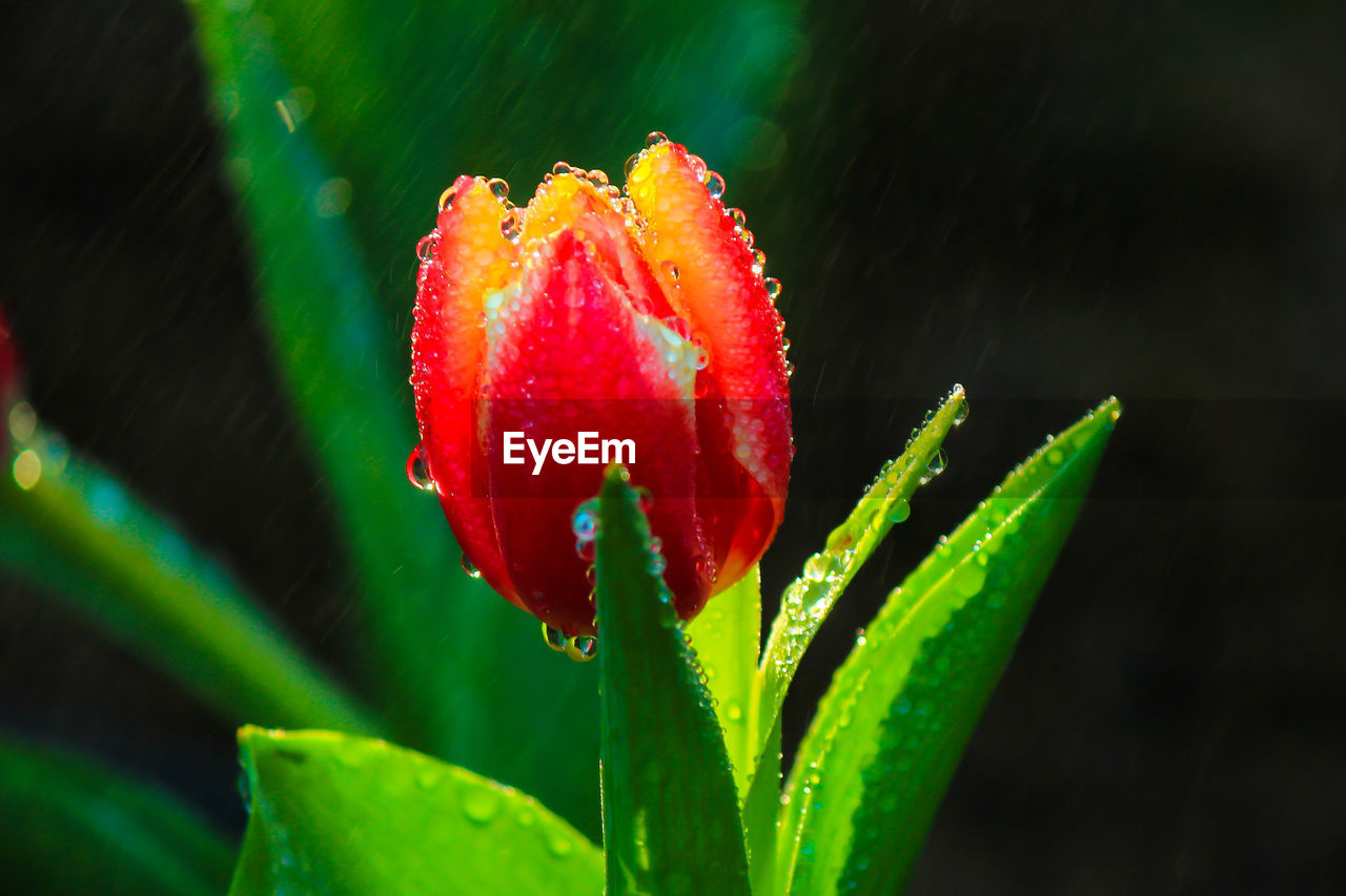 Close-up of red tulip during rainy season