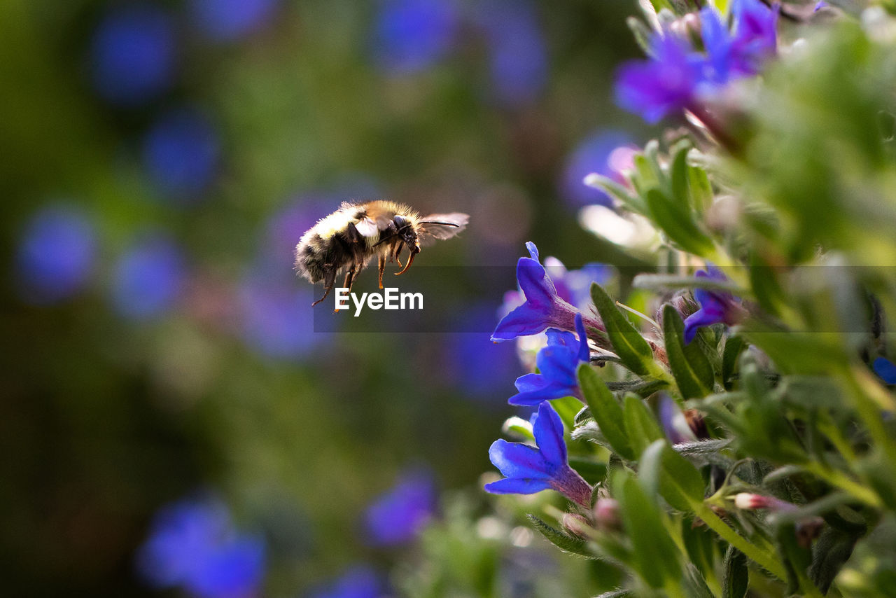 Close-up of bee pollinating on purple flower