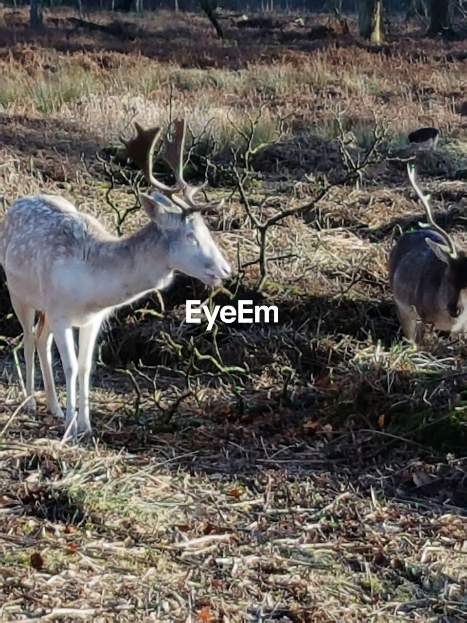 DEER ON GRASS