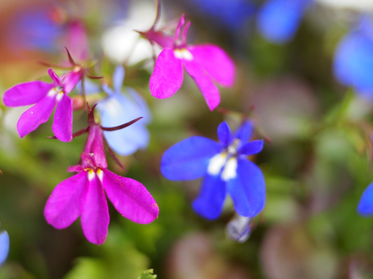 Close-up of purple and blue flowers blooming outdoors