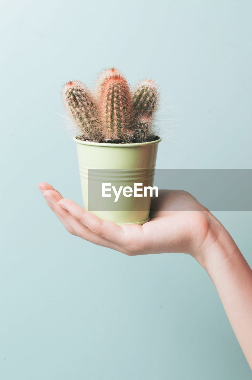 Close-up of hand holding potted cactus against blue background