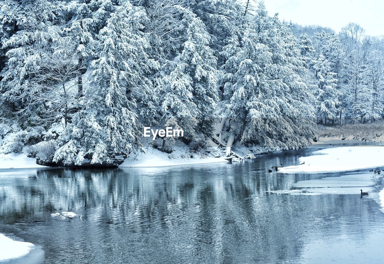 Frozen lake by trees during winter