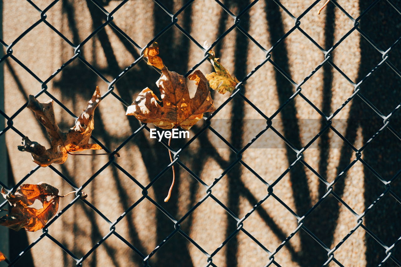 Full frame shot of chainlink fence during autumn