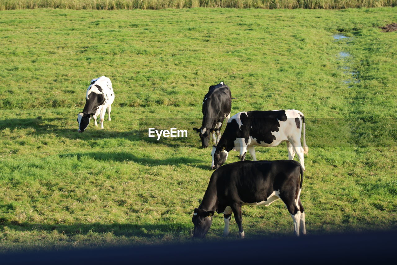 Cows on field