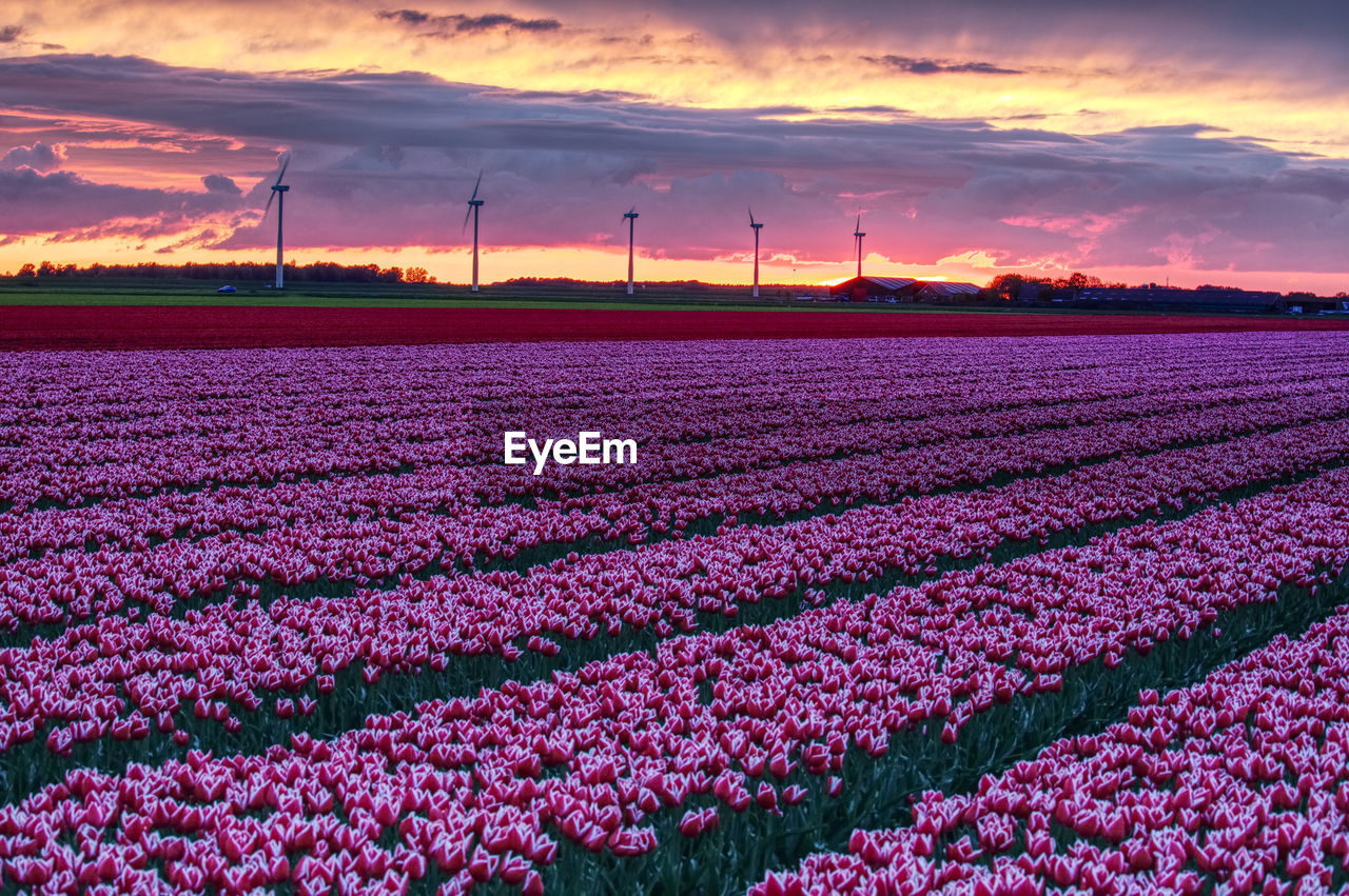 PINK FLOWERS ON FIELD AGAINST SKY DURING SUNSET