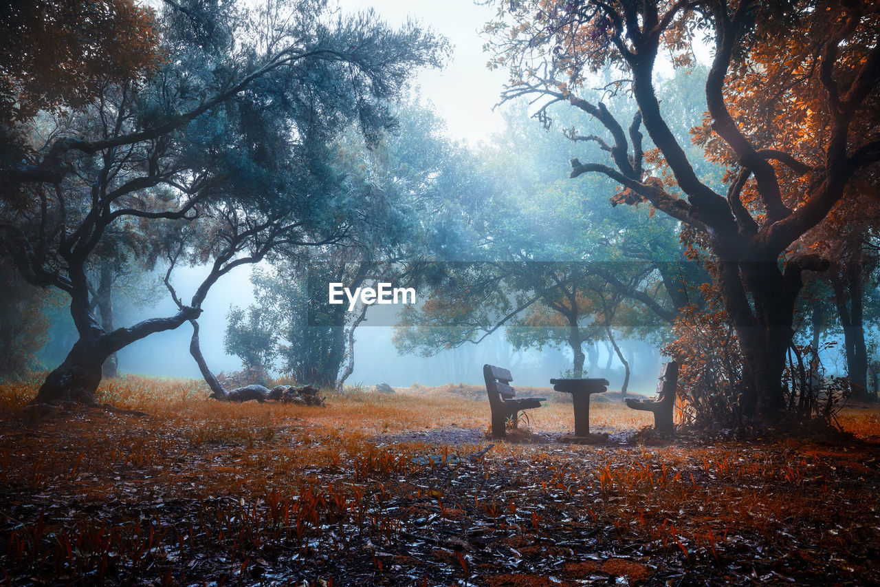 Trees in park during autumn