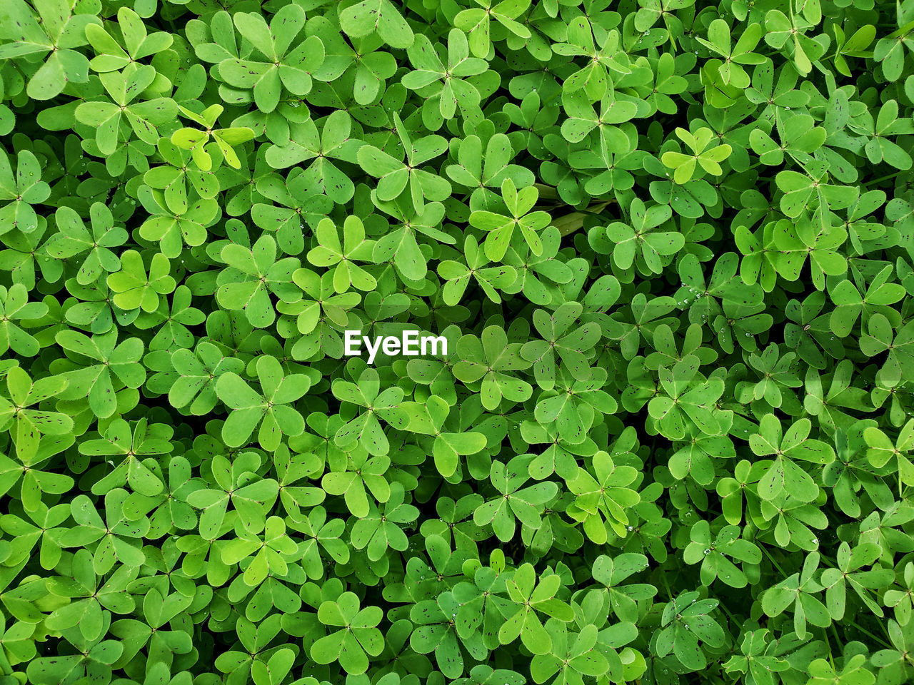 Full frame shot of green leaves