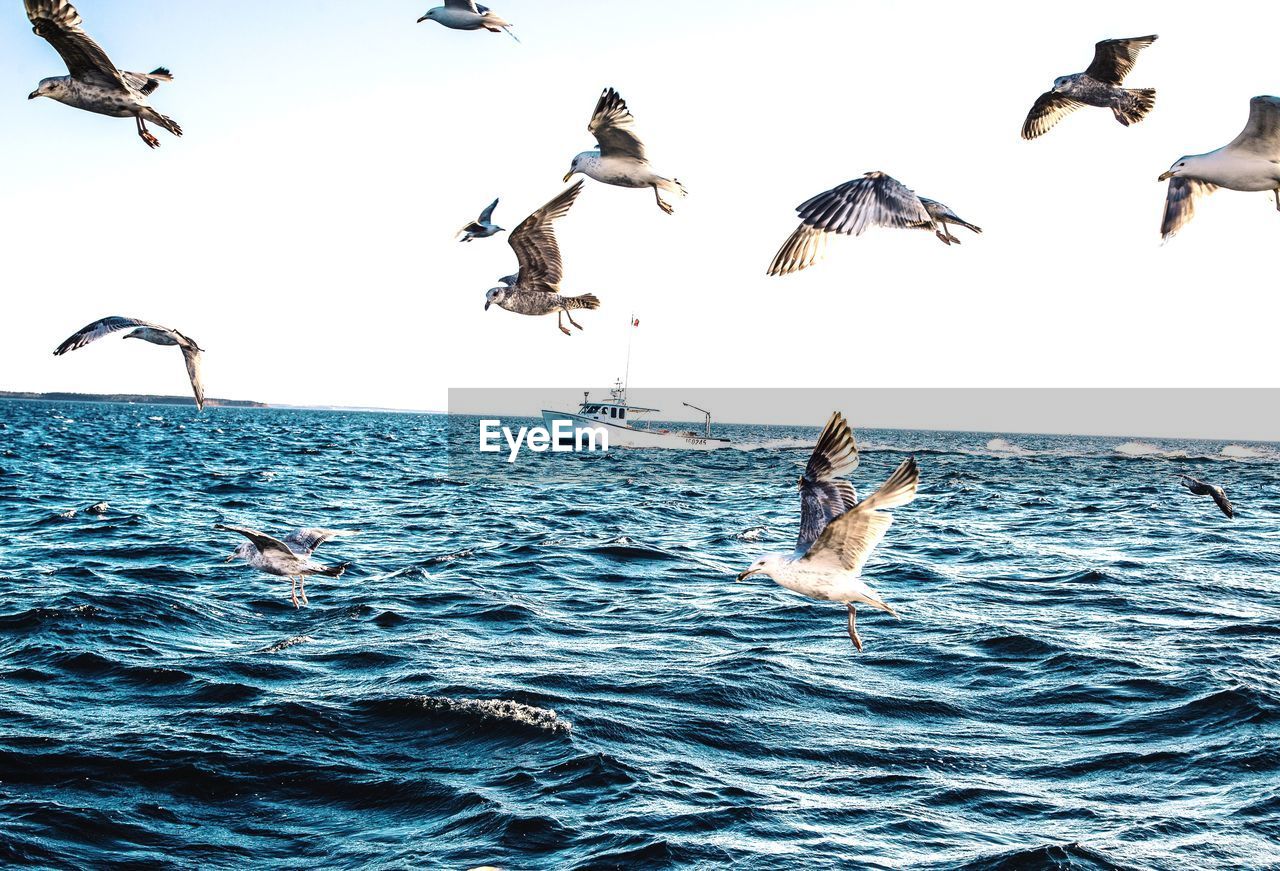 SEAGULLS FLYING OVER SEA AGAINST CLEAR SKY