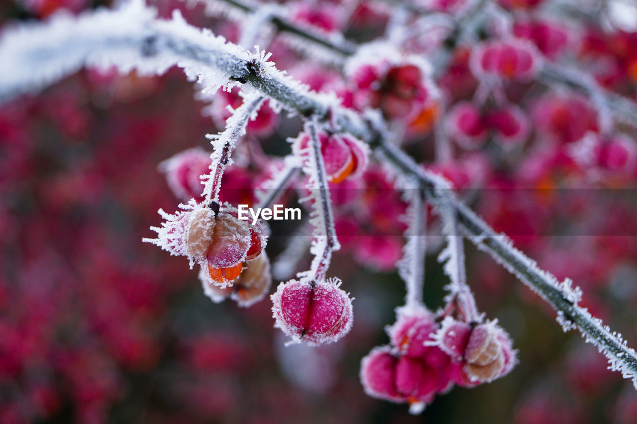 Close-up of flowers on branch