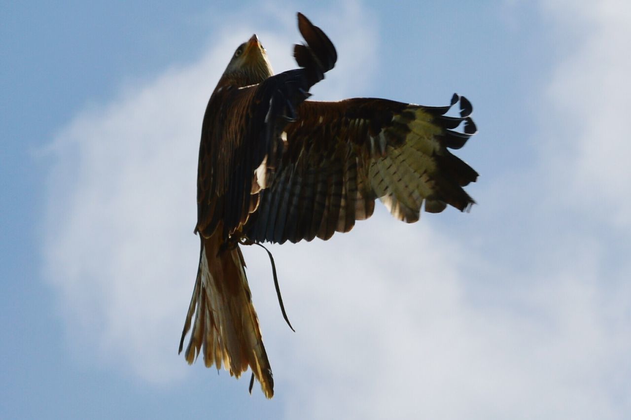 Low angle view of red kite flying in sky