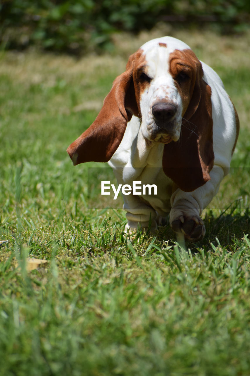 Portrait of dog on field