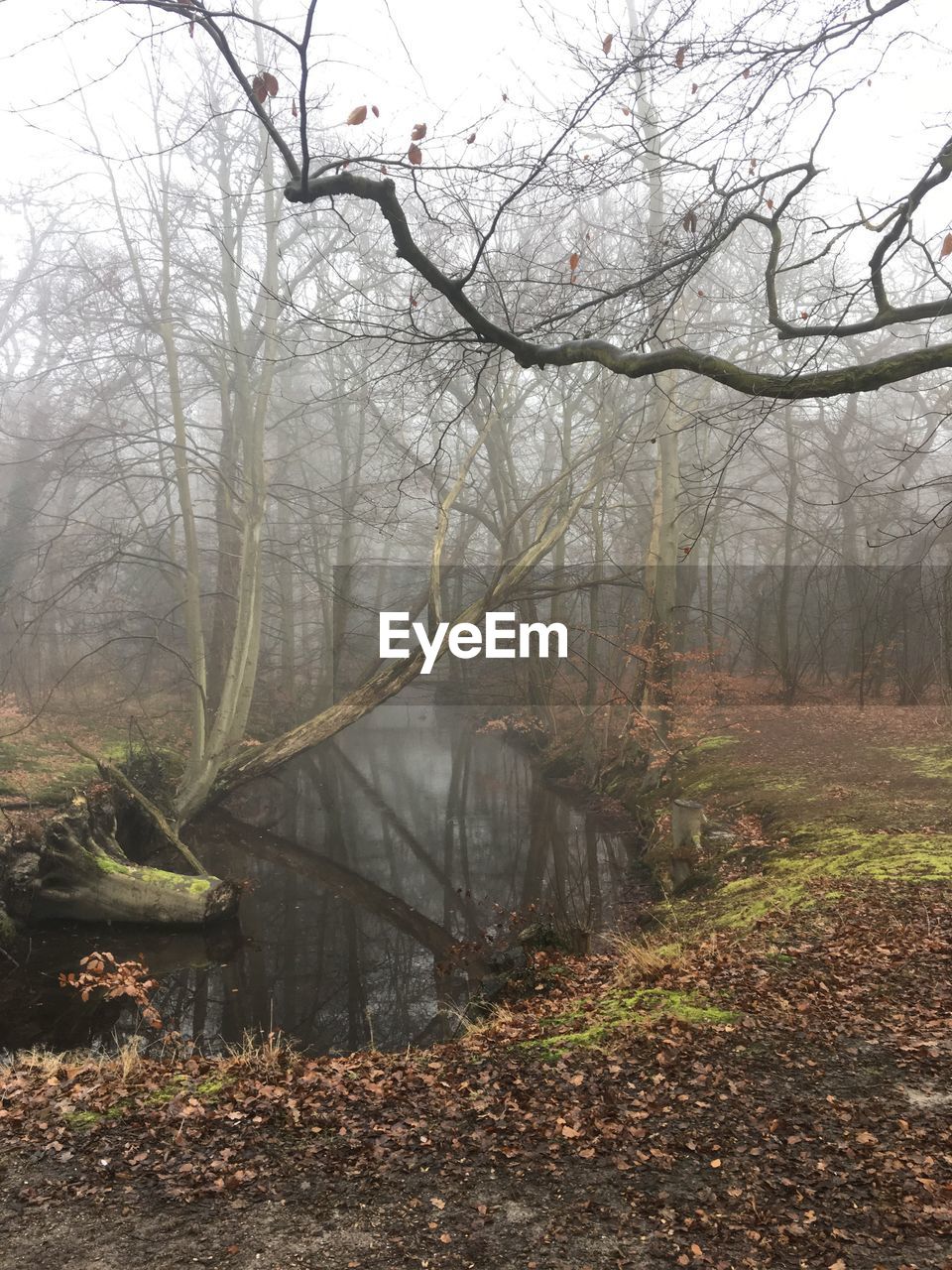 Scenic view of lake in forest