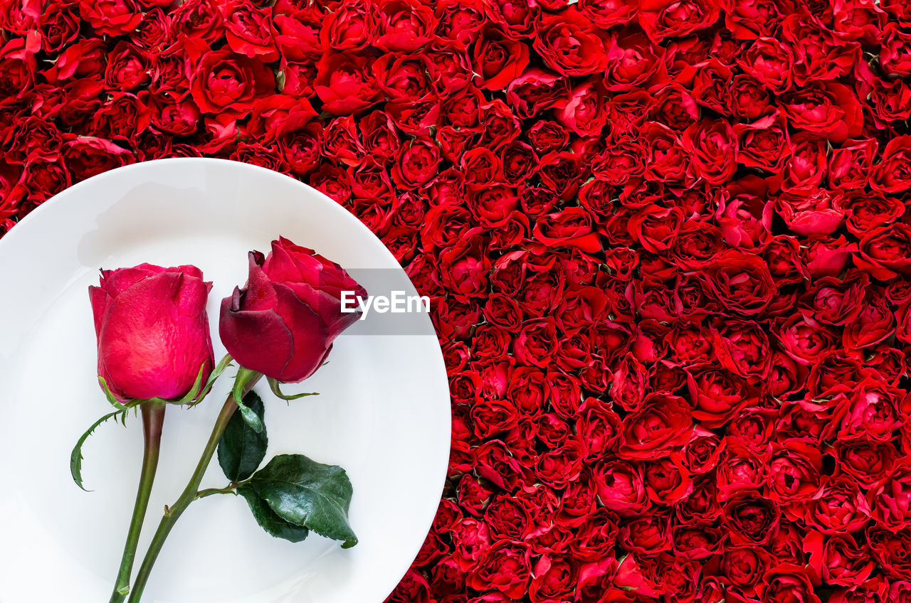 Two red roses put on white plate with red rose background for dining and valentine's day concept.