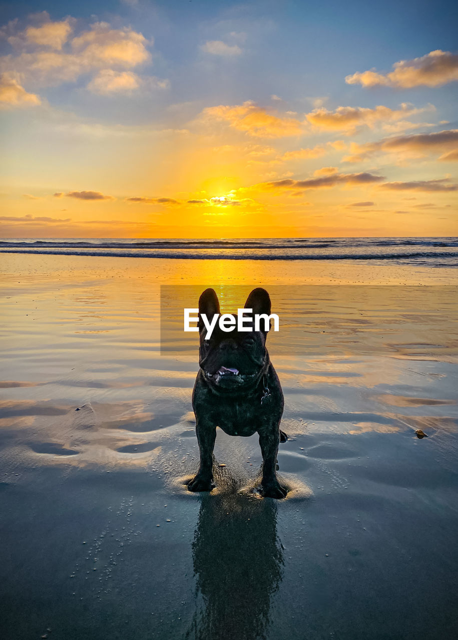 French bulldog on beach against sky during sunset