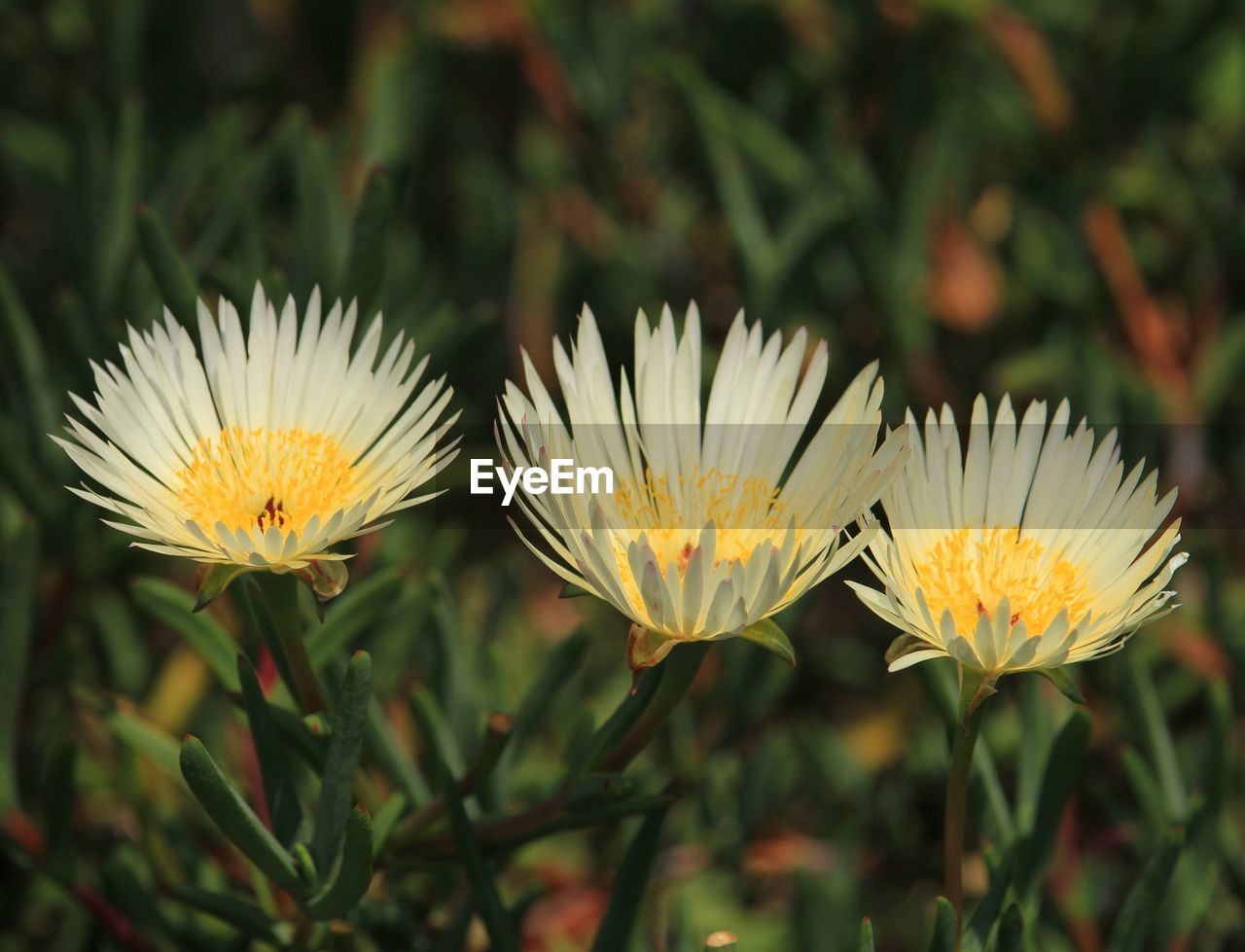 plant, flower, flowering plant, beauty in nature, freshness, close-up, nature, growth, yellow, flower head, focus on foreground, fragility, wildflower, petal, no people, inflorescence, macro photography, meadow, outdoors, prairie, daisy, day, botany, grass