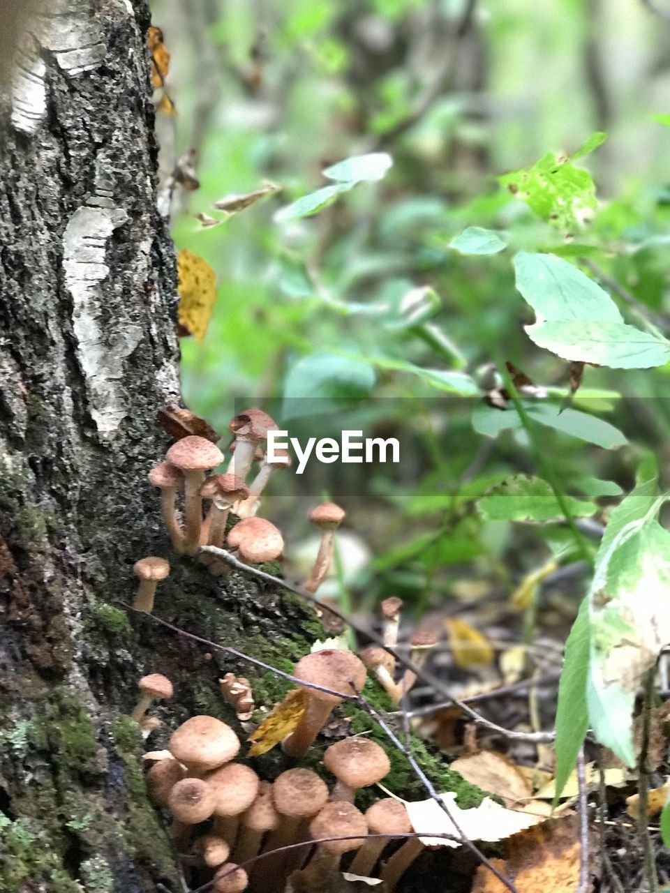 CLOSE-UP OF DEAD TREE TRUNK