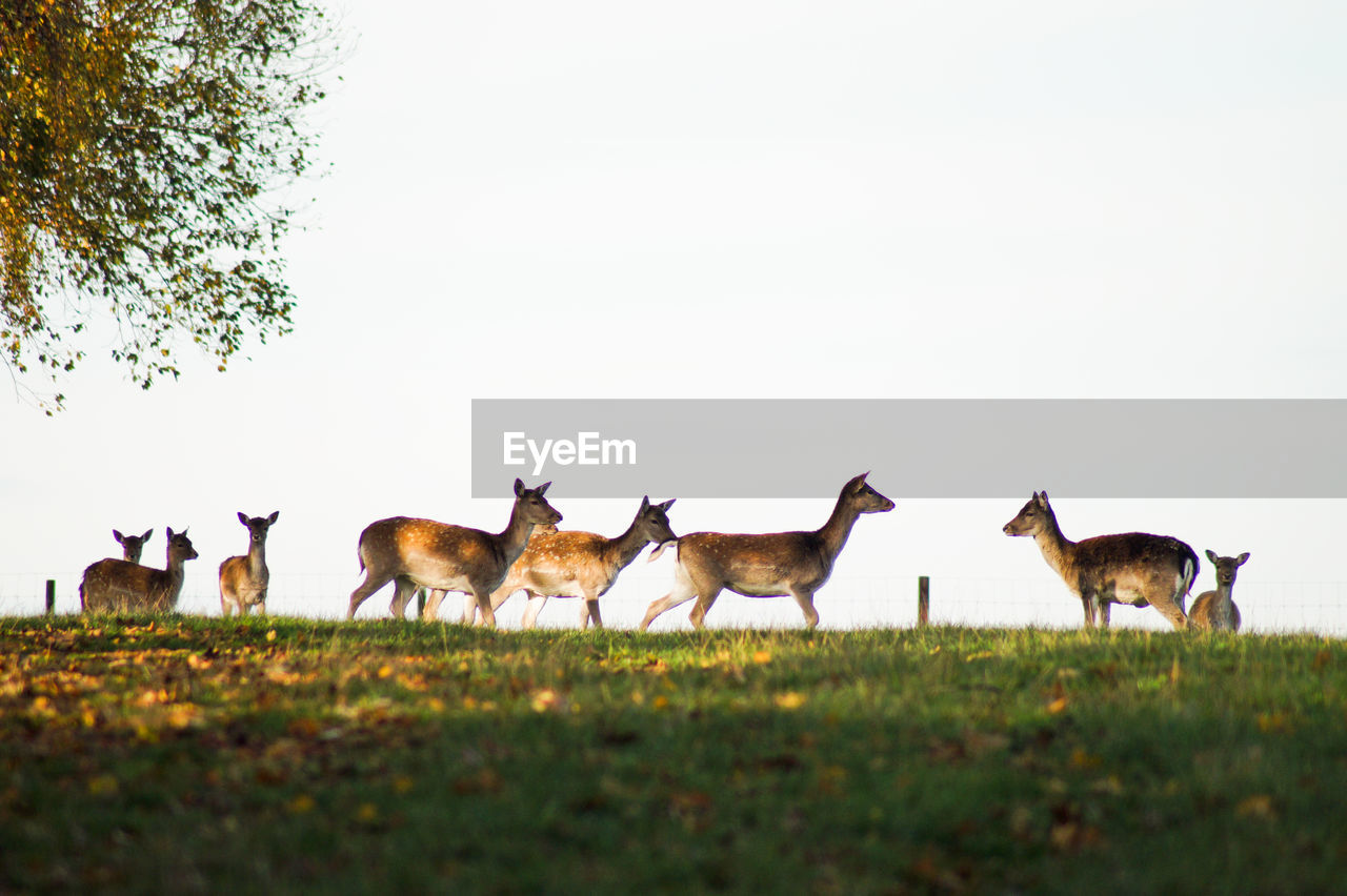 Deer standing on field against clear sky