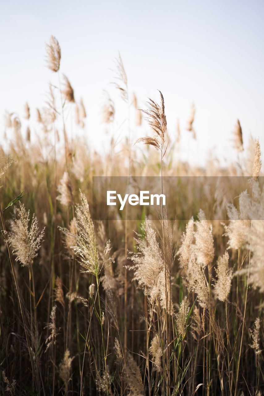 Close-up of stalks in field against sky