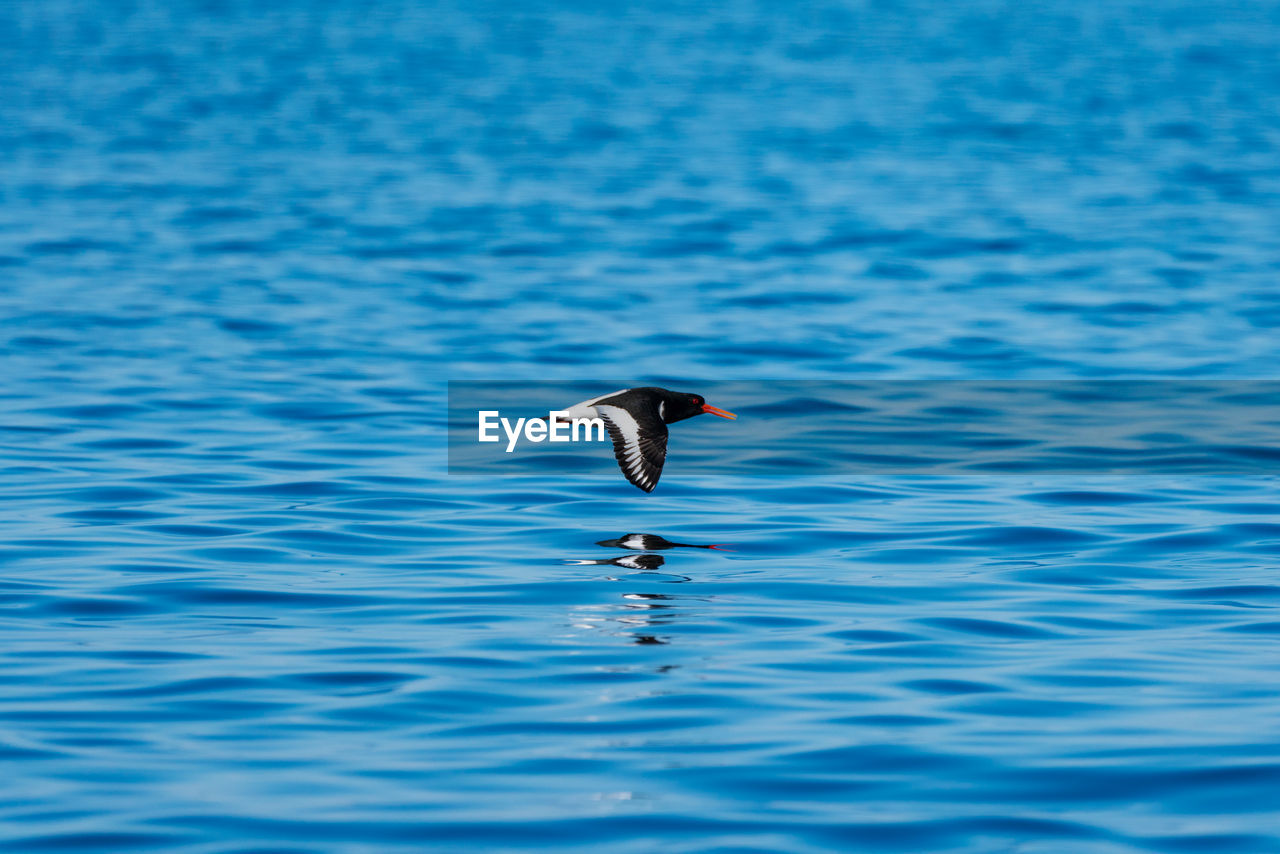 BIRD SWIMMING IN SEA