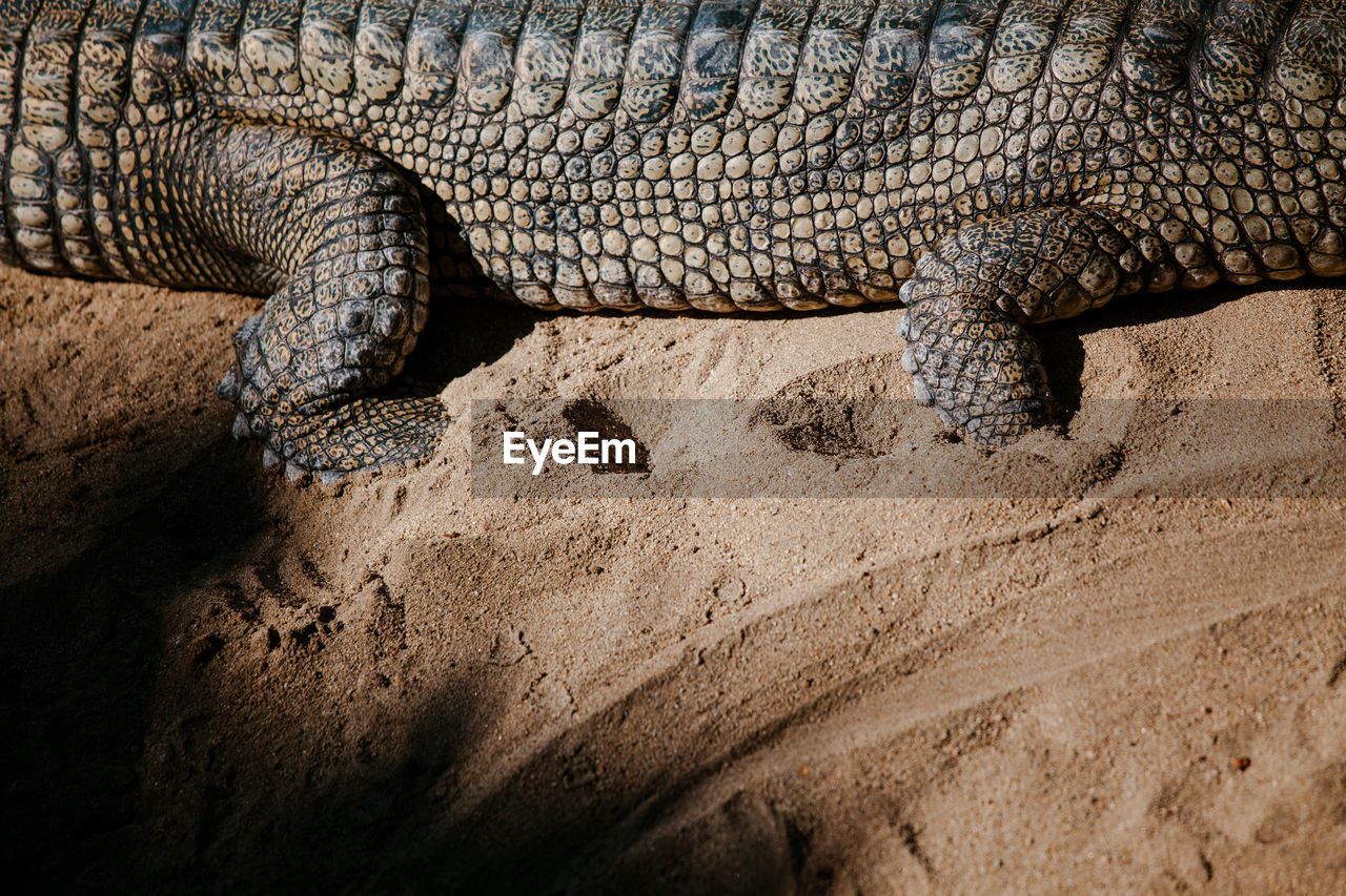 Close up of indian alligator on sand beach. gavial's part.