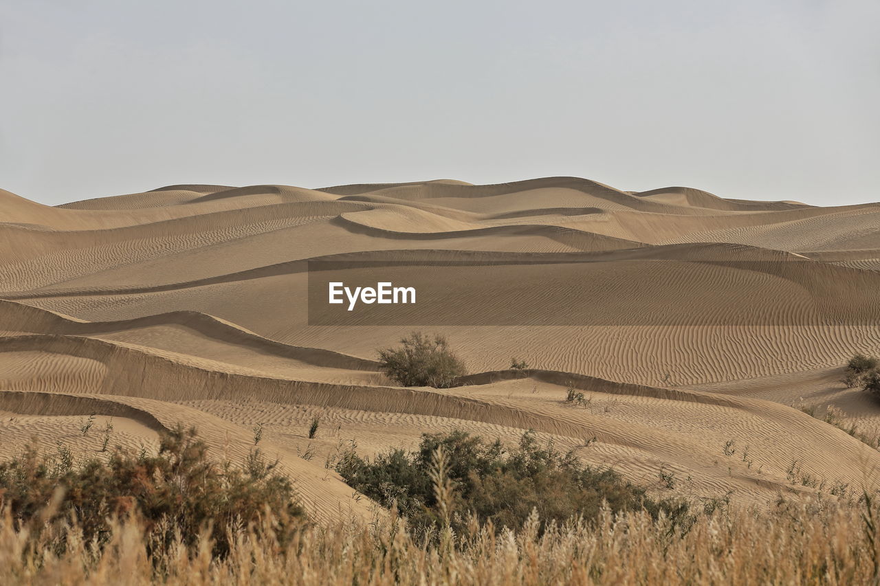 0205 taklamakan desert-first sand dunes-tamarisks along the keriya river right bank. xinjiang -china