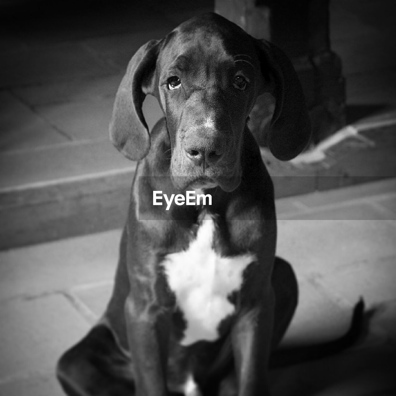 Portrait of great dane sitting outdoors