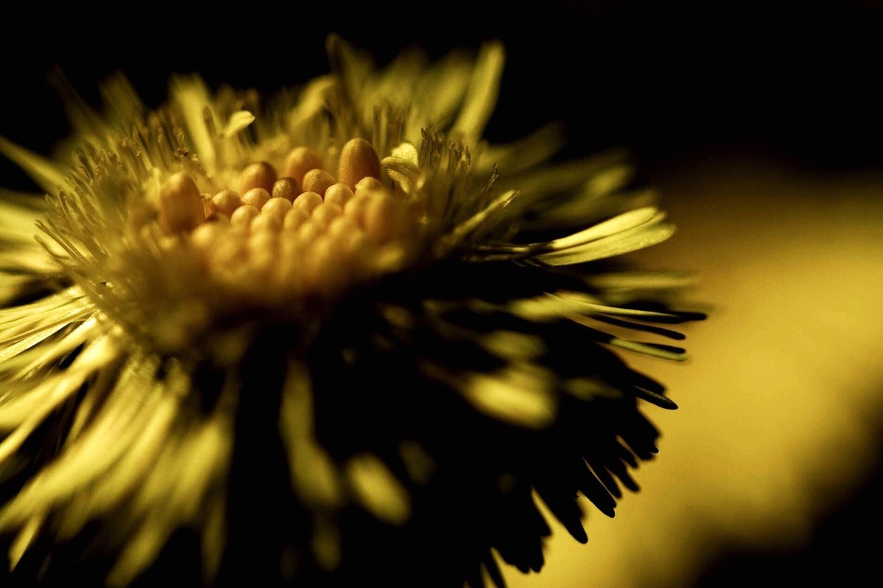 CLOSE-UP OF CHRYSANTHEMUM IN SEA