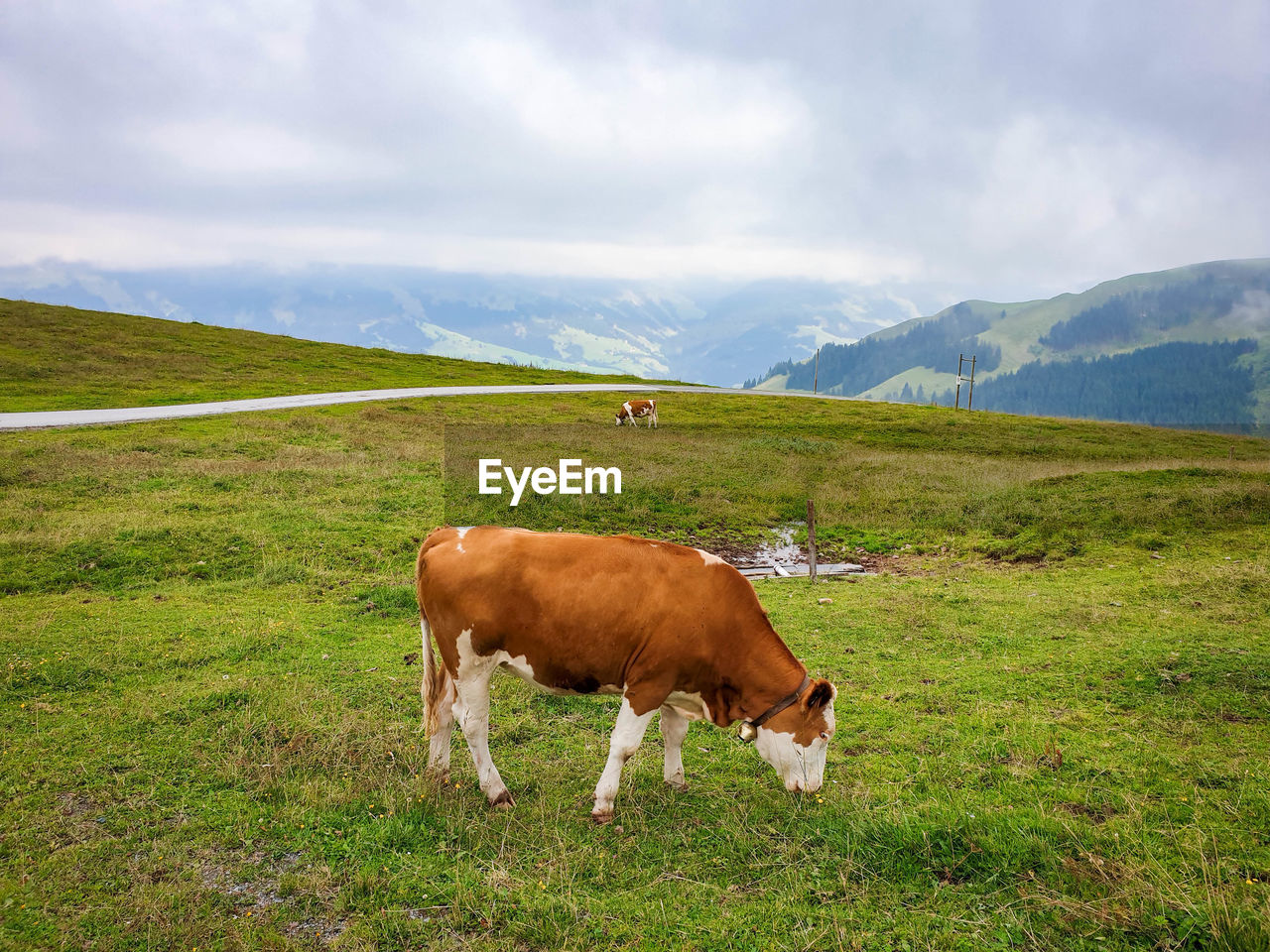 HORSE GRAZING IN FARM