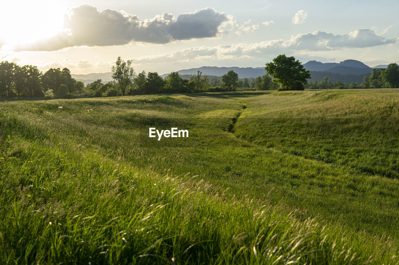 landscape, plant, environment, land, field, grassland, rural scene, pasture, sky, grass, nature, agriculture, green, meadow, scenics - nature, beauty in nature, crop, plain, rural area, paddy field, tranquility, tree, growth, cloud, hill, horizon, natural environment, farm, prairie, food and drink, no people, food, cereal plant, sunlight, morning, sun, tranquil scene, social issues, outdoors, summer, flower, environmental conservation, freshness, sunbeam, lawn, springtime, day, non-urban scene, idyllic