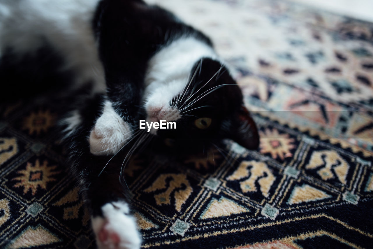 High angle view of cat relaxing on floor at home