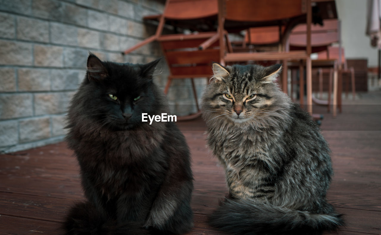 PORTRAIT OF CAT ON TABLE AT HOME