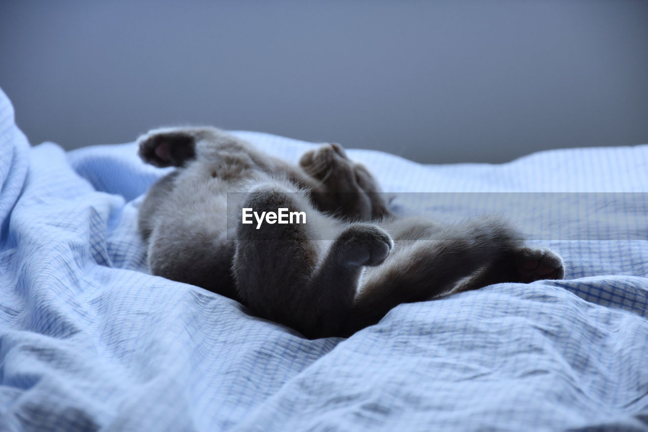 VIEW OF SLEEPING CAT