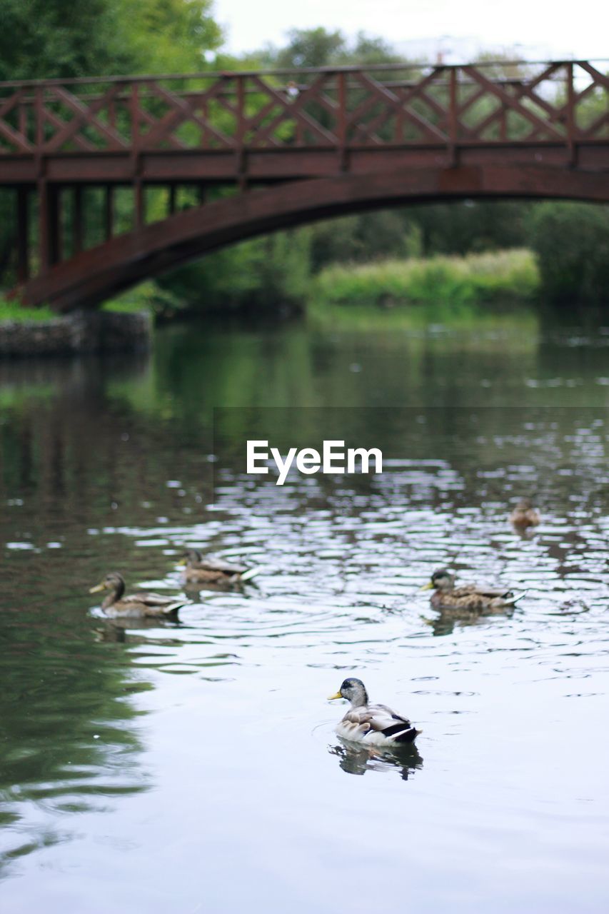 Ducks swimming on river