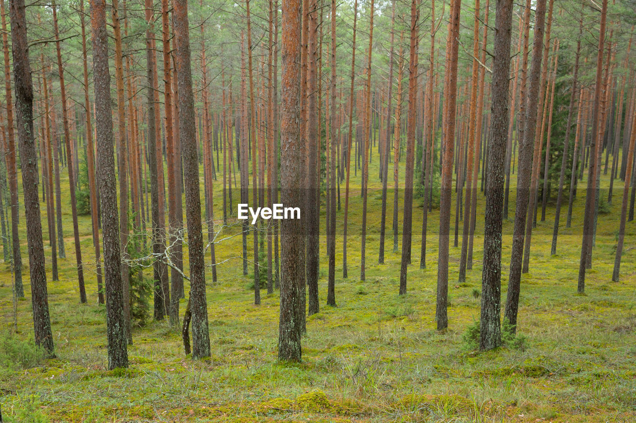 Pine trees in forest